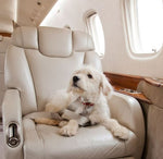 Empty Leg Flights - Charter a private jet in last minute with discount up to 90% !